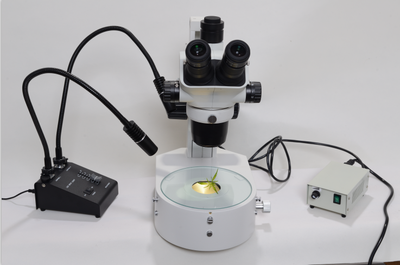 HSZ300 反光镜可调式底座体视显微镜